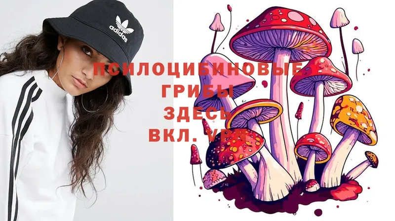 где купить наркоту  Исилькуль  Псилоцибиновые грибы Psilocybine cubensis 